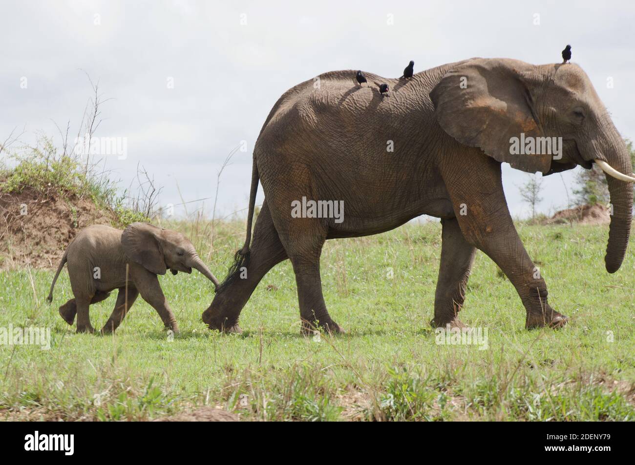 Baby elephant following mother, Uganda Stock Photo Alamy