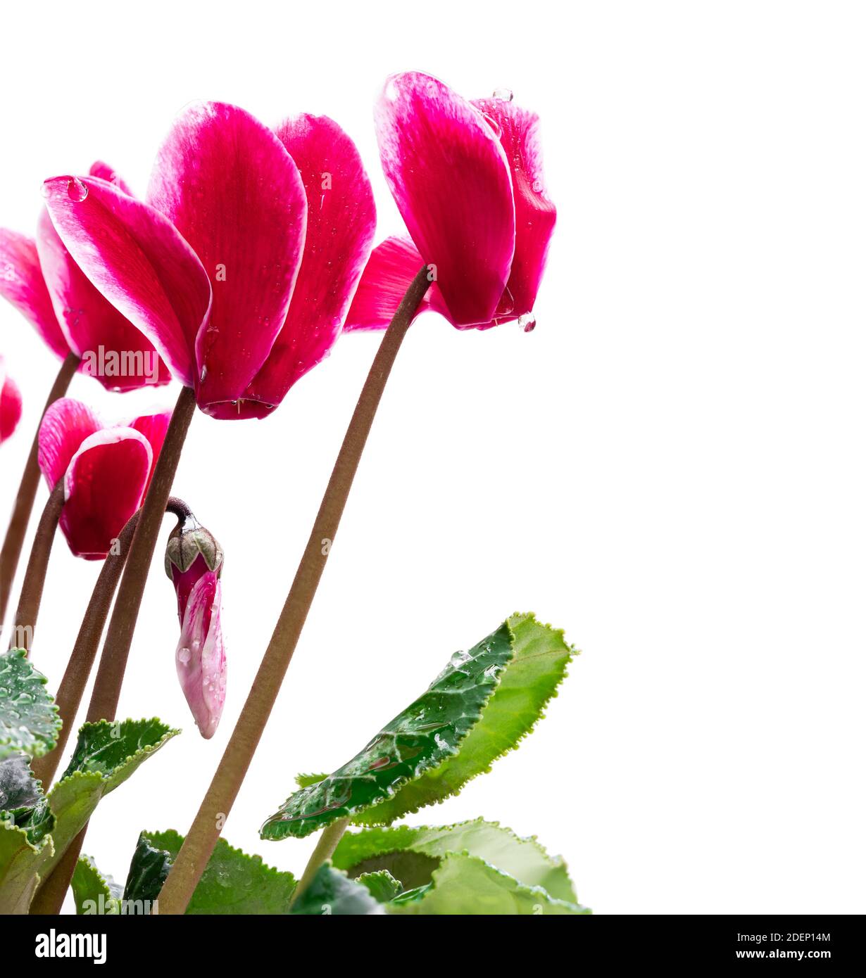 Colorful cyclamen flowers with water drops isolated on white Stock Photo Alamy