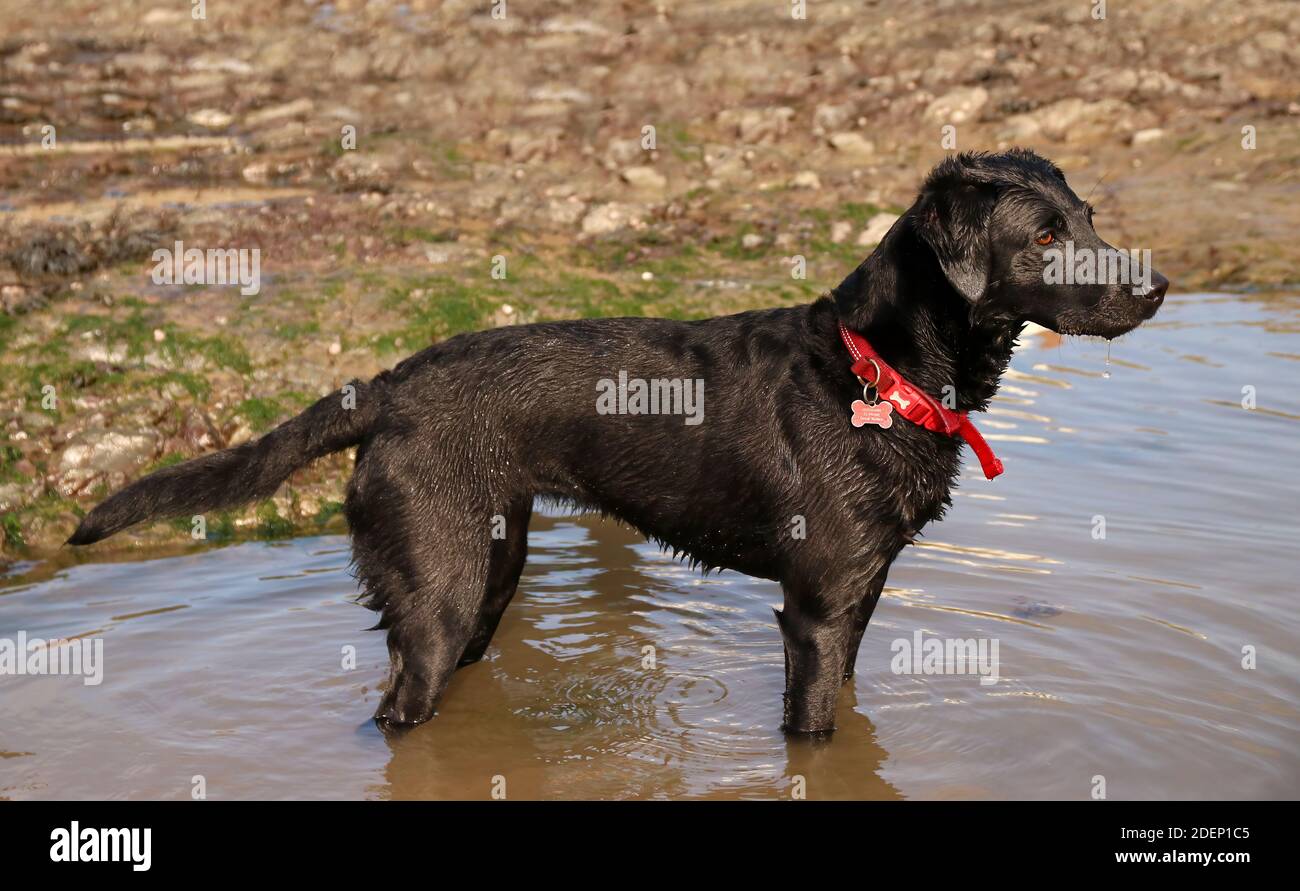 sideview of a young  Black Labrador retriever dog standing in the water Stock Photo