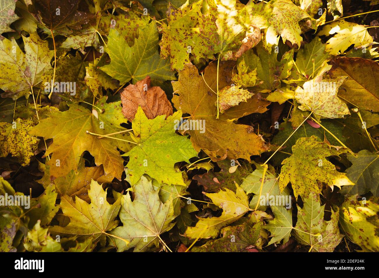 colorful autumn background Stock Photo