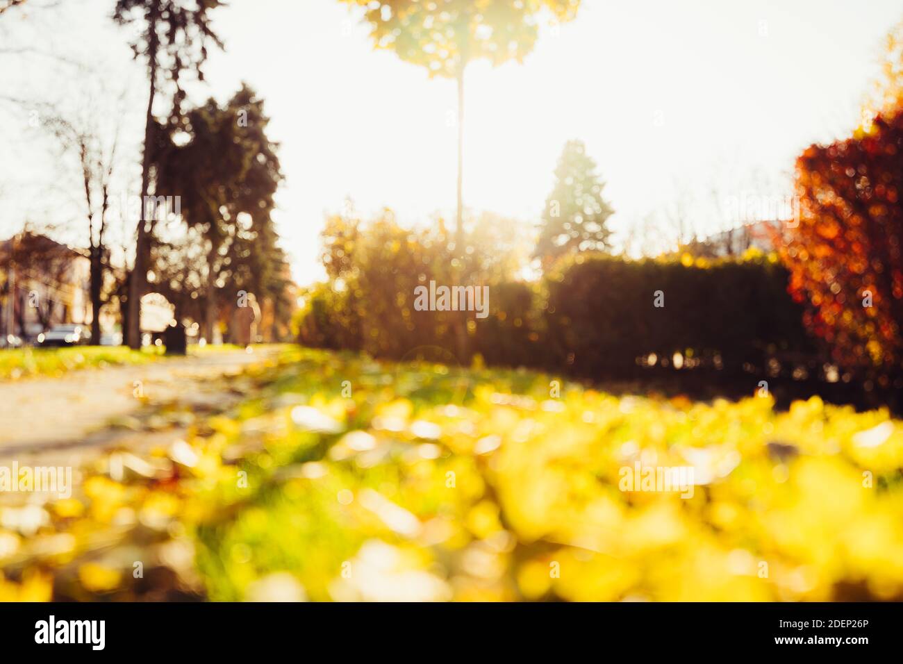 Autumn sunny alley in the leaves, through the trees the sun breaks through. Beautiful autumn landscape with yellow trees and sun. Colorful foliage in Stock Photo