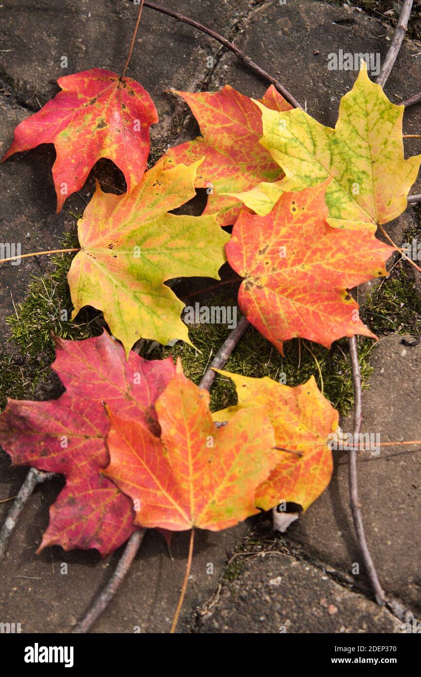 Colorful fall maple leaves hi-res stock photography and images - Alamy