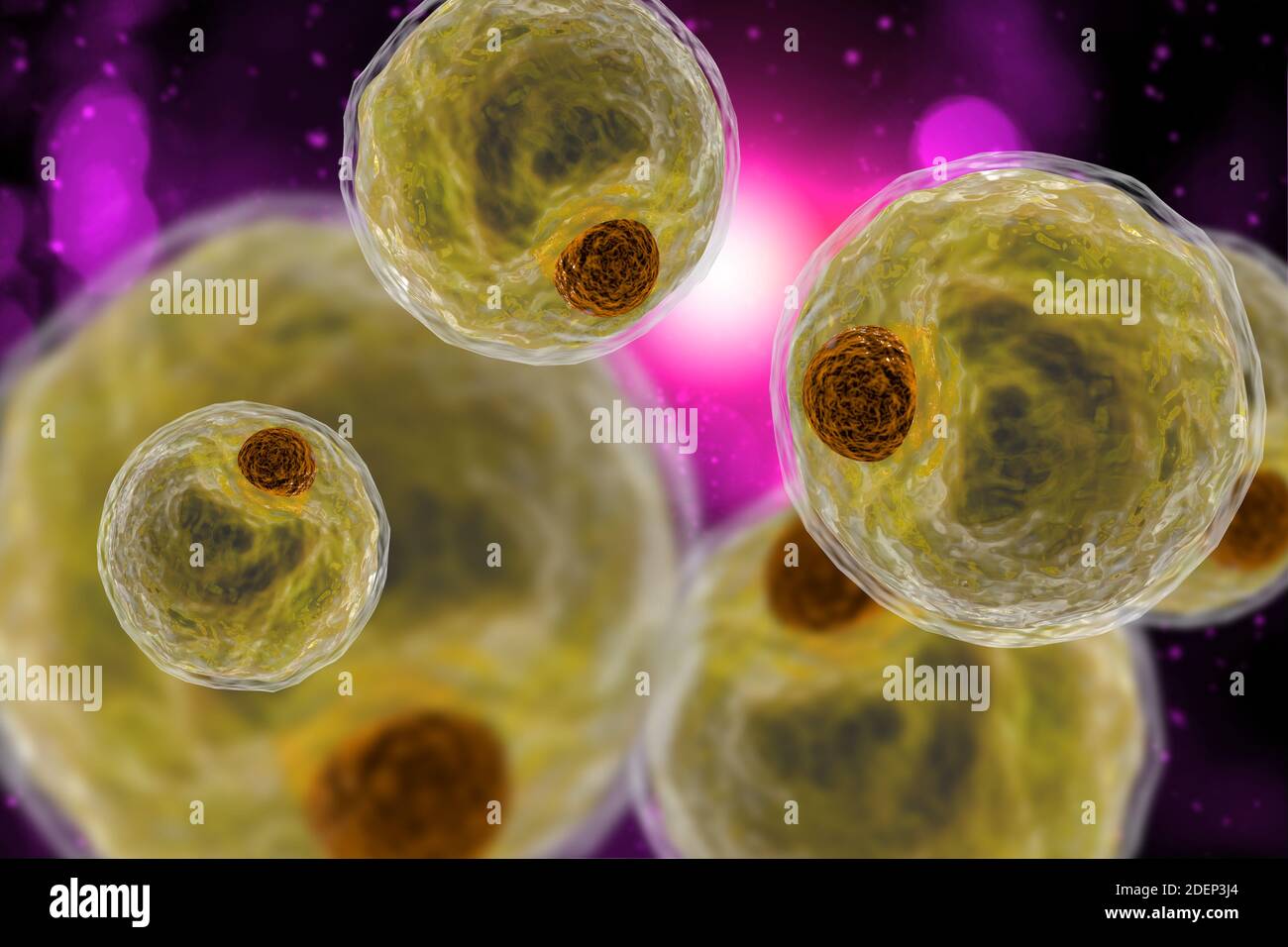 Healthy white human fat cells also known as adipocytes 3d illustration