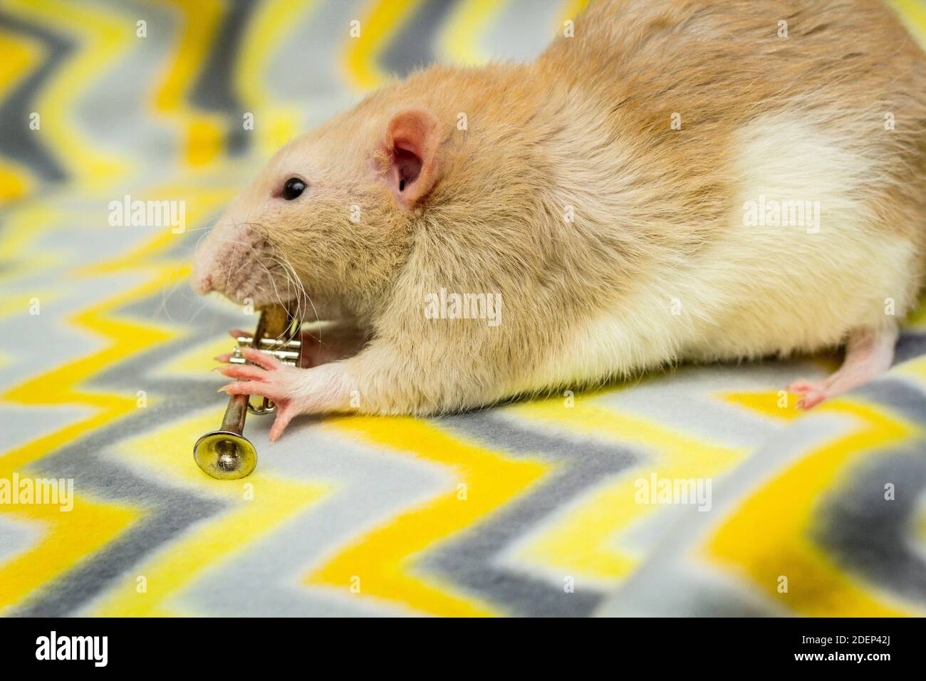 Fancy fawn colored dumbo eared pet rat playing trumpet Stock Photo - Alamy