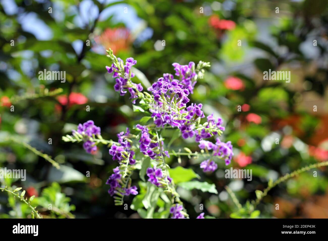Selective focus on small purple flowers bunch Stock Photo