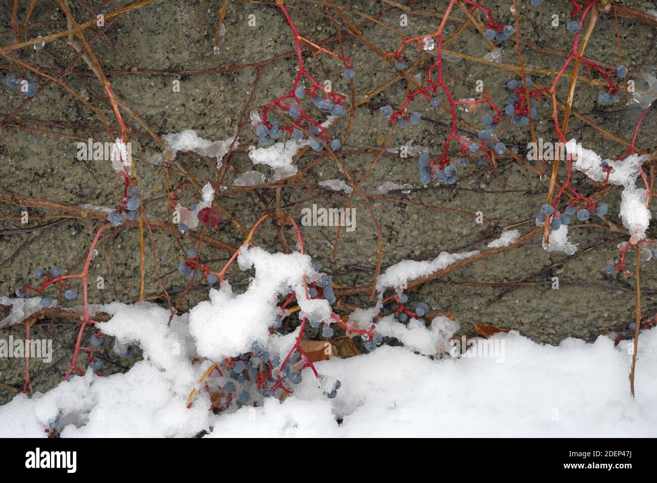 Boston ivy, in Latin Parthenocissus tricuspidata, in winter. There are only dry and frozen fruits left on stems, foliage did not cope with cold. Stock Photo