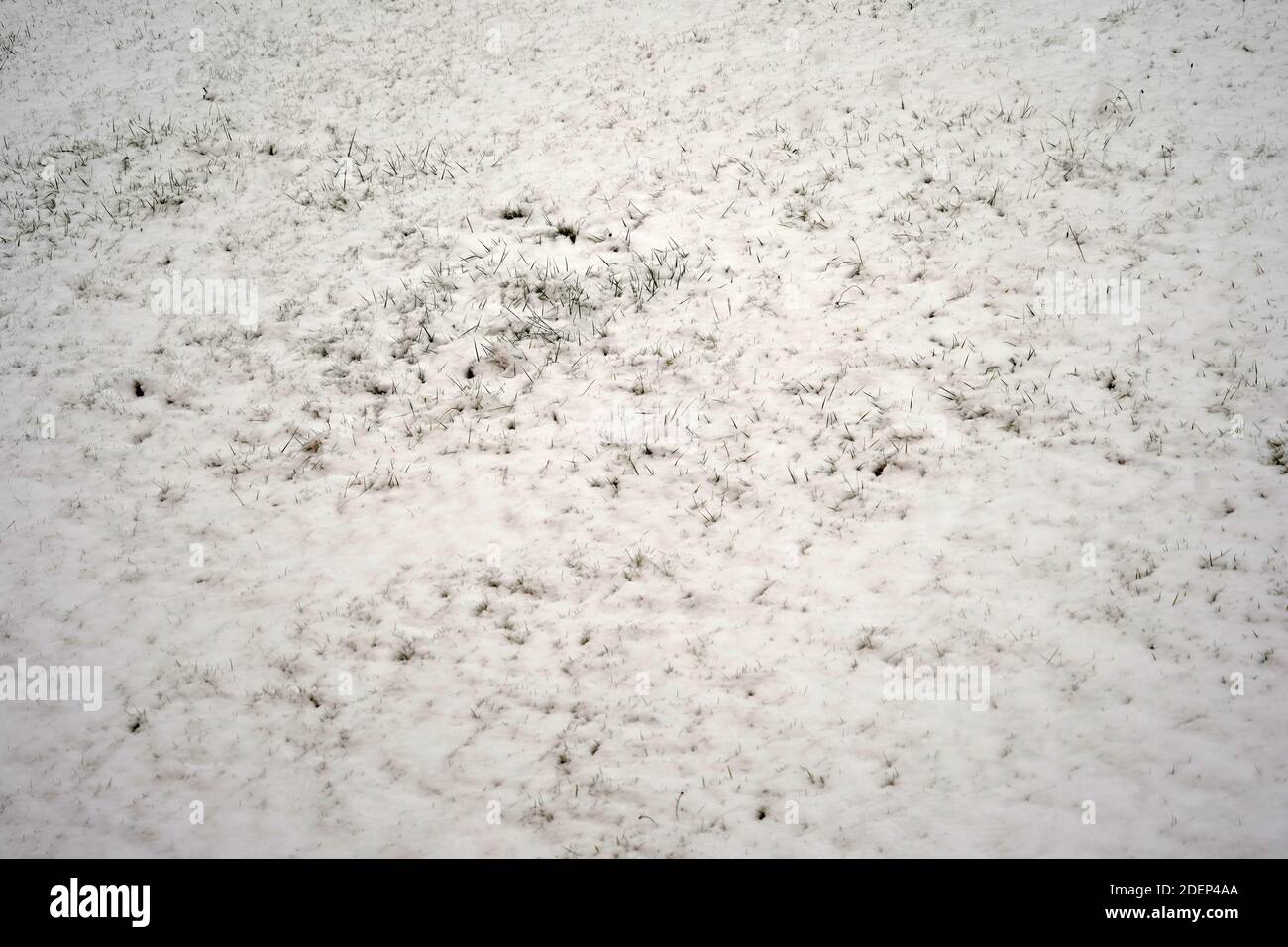 Meadow under thin layer of snow in large cutout. Most of the grass is clearly recognizable under heavy wet precipitations that will not last long. Stock Photo