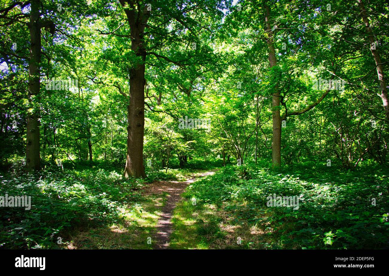 Oak Woodlands, South Wood, Calk Estate, Derbyshire.  Shadowed Woodland rides through Ancient Oaks. Stock Photo