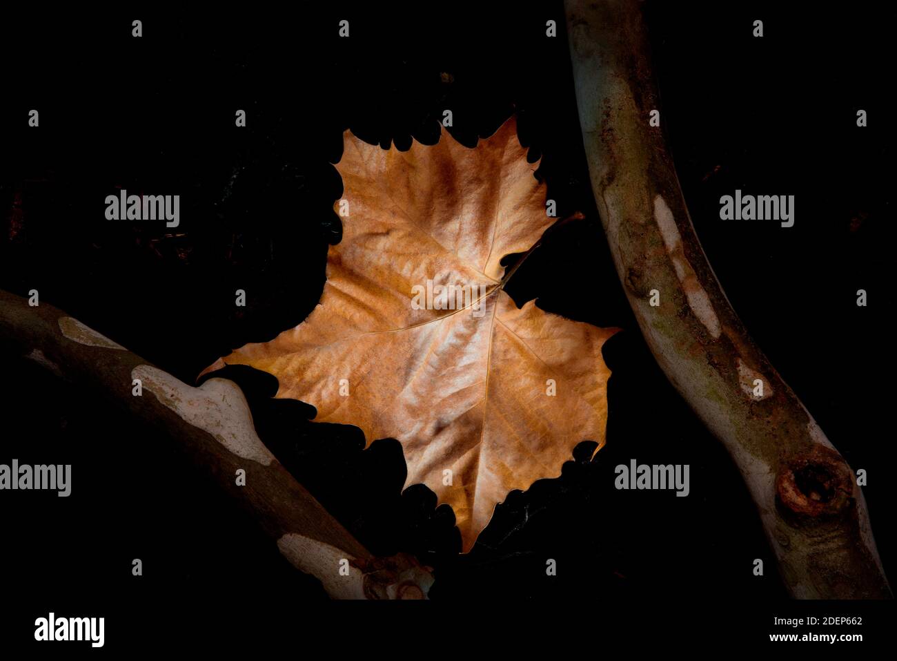A fallen fall sycamore leaf flanked by sycamore branchs Stock Photo