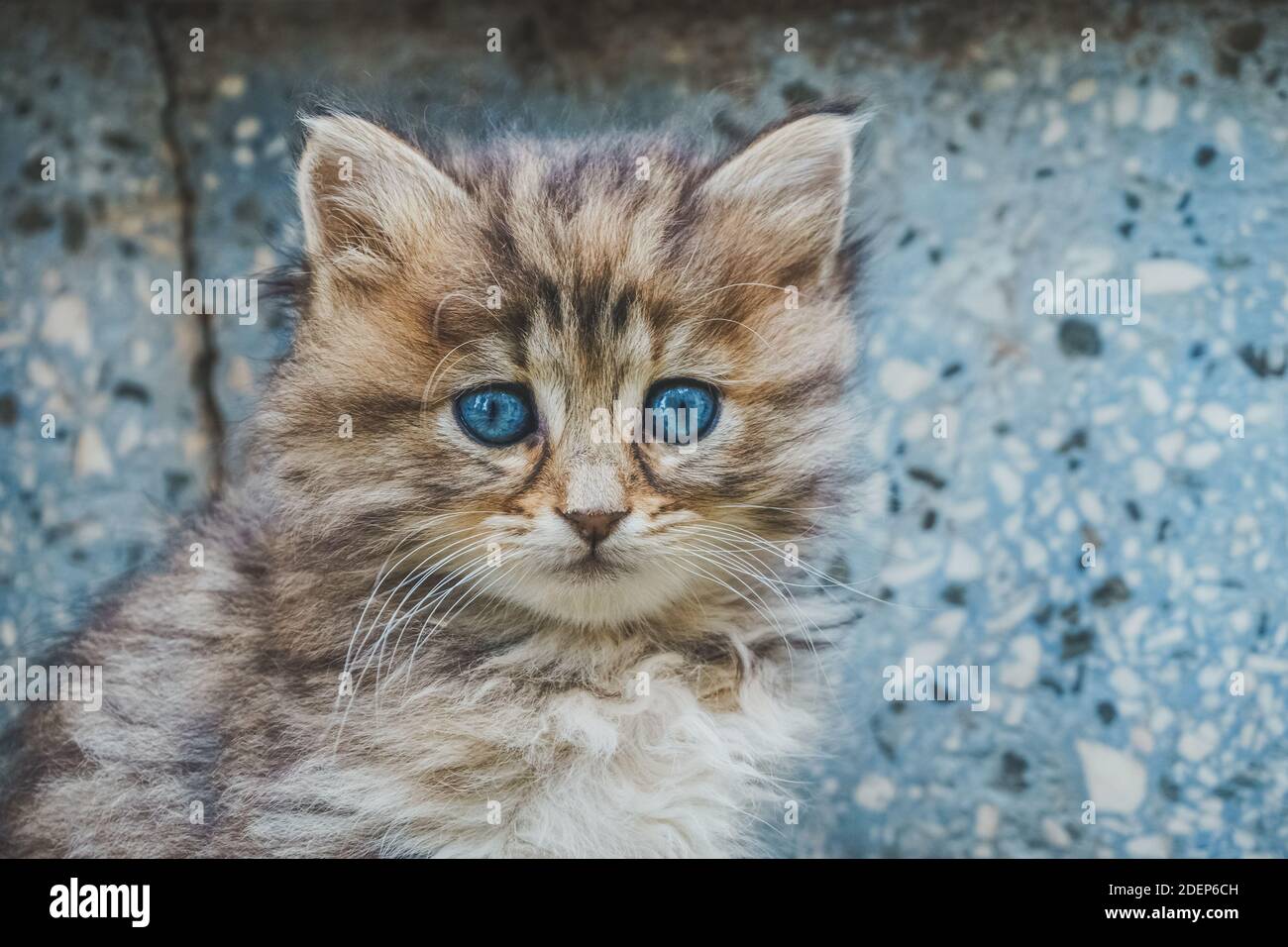 Close up view of cute kitten with blue eyes. Tabby cat. Pets and ...