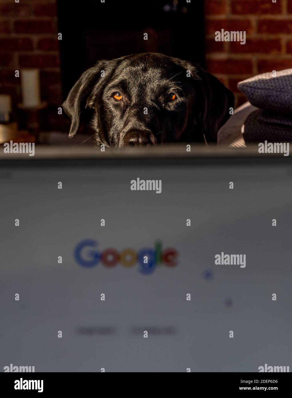 A black labrador retriever looks over the screen of a laptop wanting his owner's attention. Stock Photo