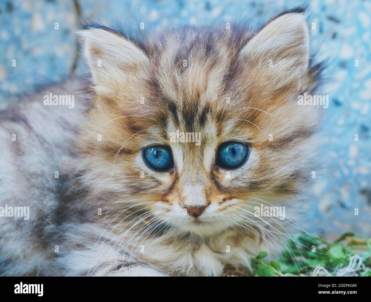 Close up view of cute kitten with blue eyes. Tabby cat. Pets and ...