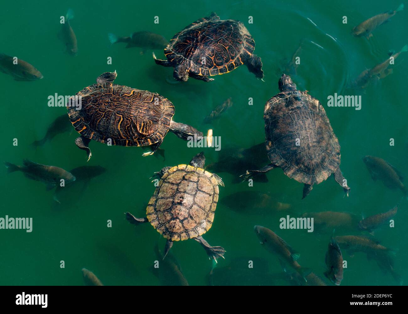 Turtles and fish vie for a piece of fried potato in a lake. Stock Photo