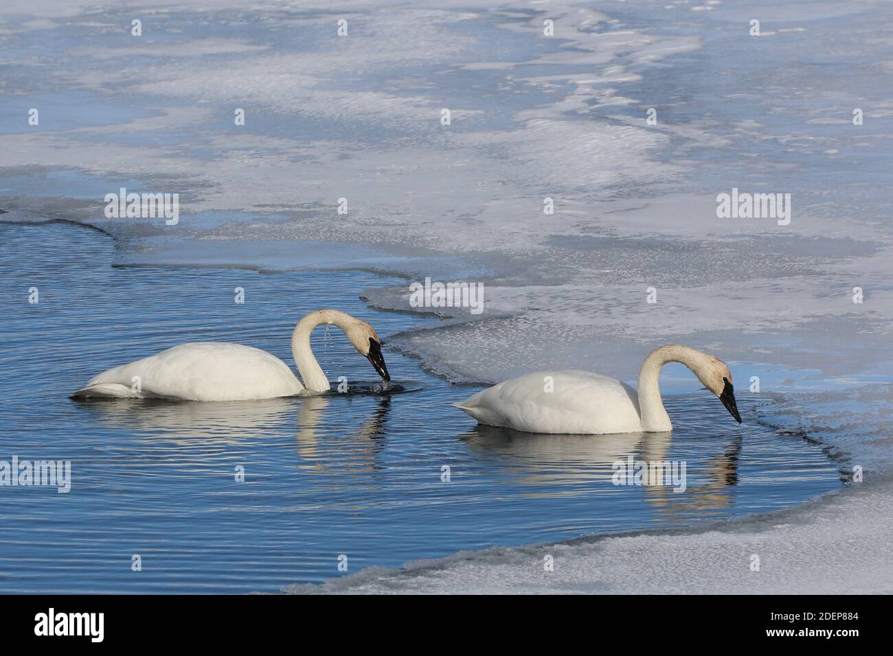 Trumpeter swans swim on a frozen lake in the National Elk Refuge outside Jackson, Wyoming. Trumpeter swans are the largest of North American waterfowl and have a wing span of 7 feet. Stock Photo