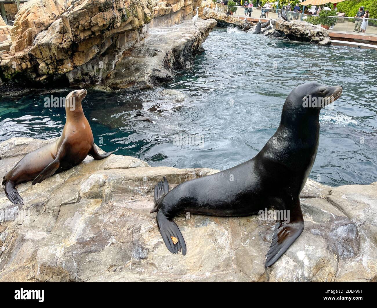 Seal seaworld florida florida hi-res stock photography and images - Alamy