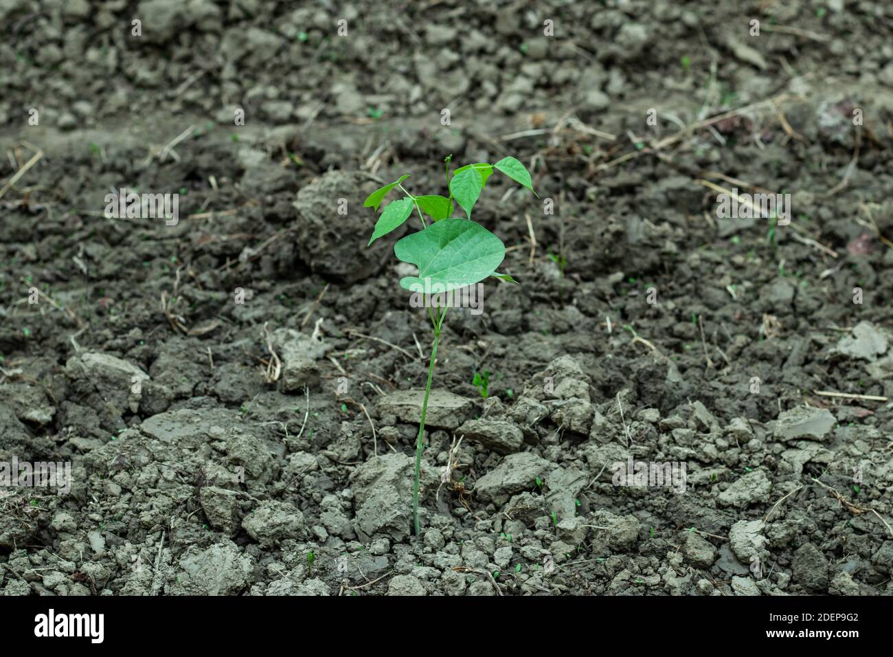 Seedlings from bean seeds have been planted in the ground after germination Stock Photo