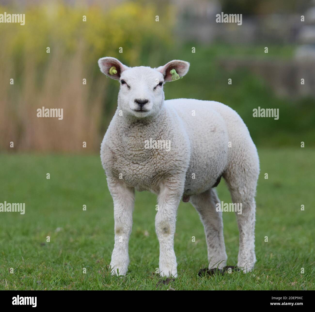 Ram Lamb Stock Photo