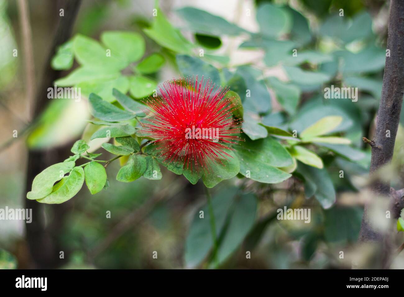 Leguminosae hi-res stock photography and images - Page 2 - Alamy