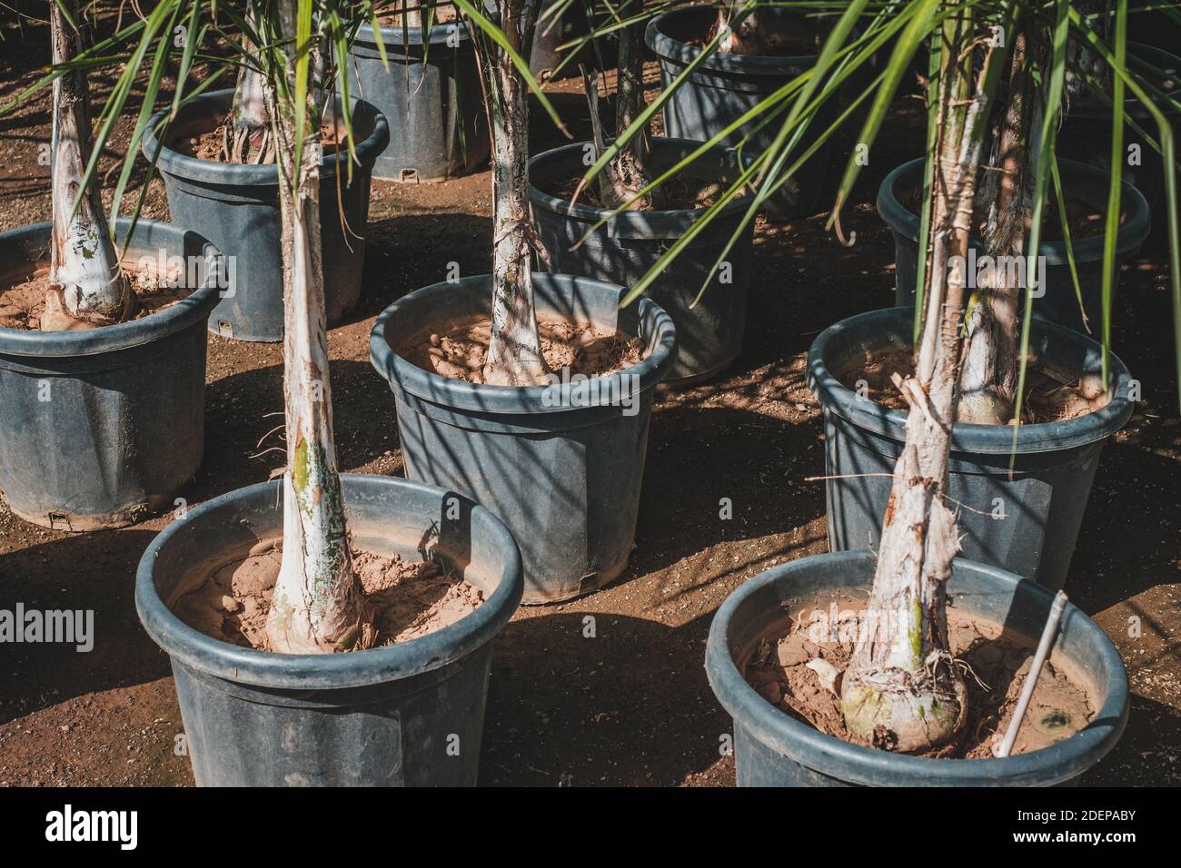 palm trees in pots in tree nursery or garden store - Stock Photo