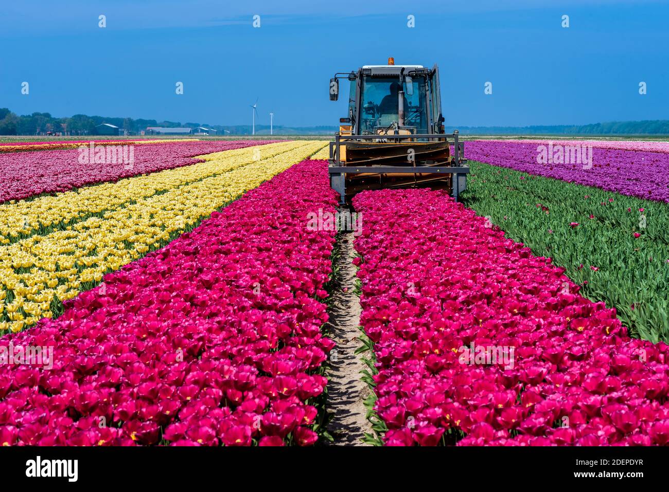 Tractor harvesting tulips in the field. The green row on the left has already been harvested. Stock Photo