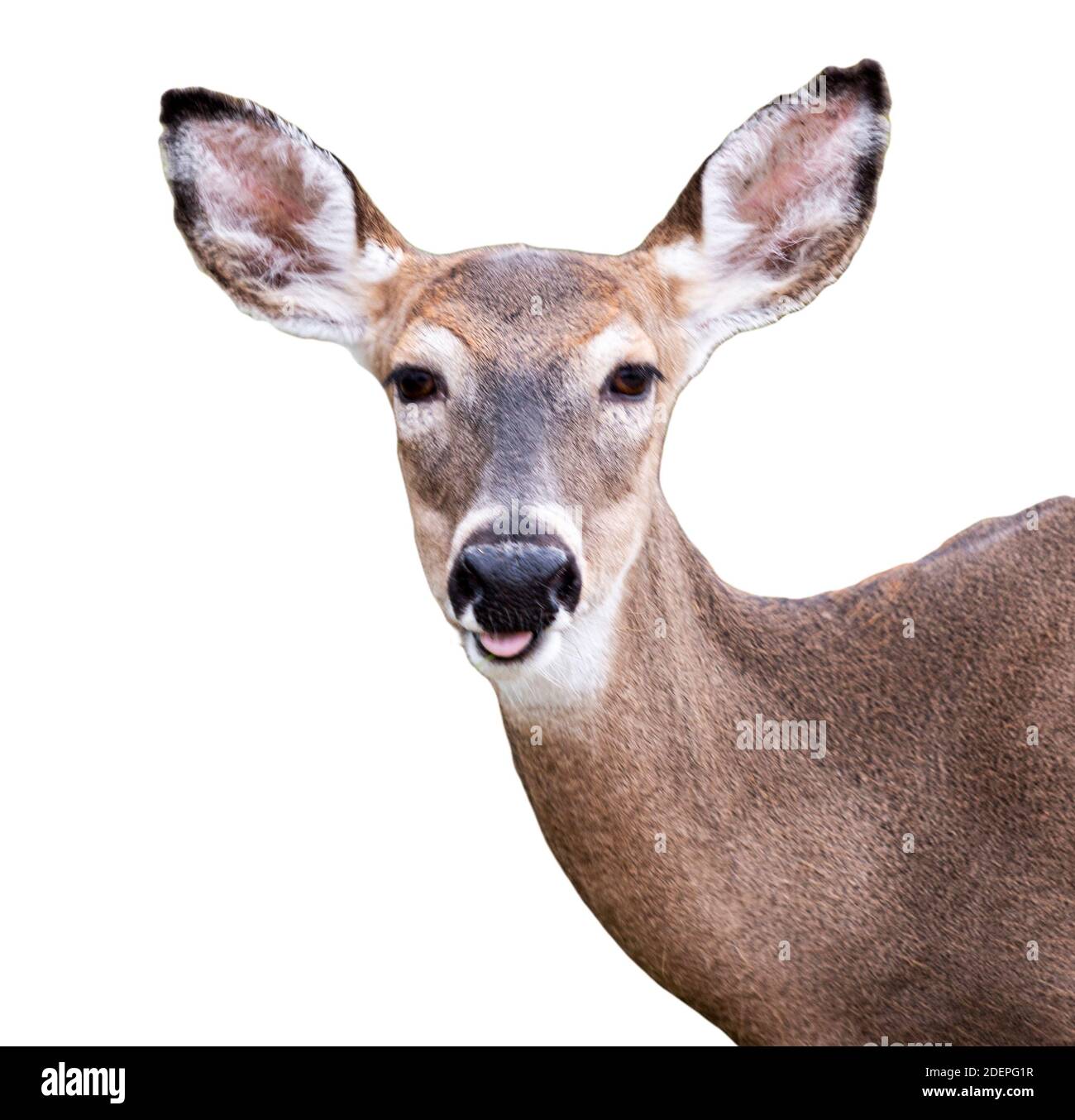 Deer with a white background facing camera with open mouth. Stock Photo