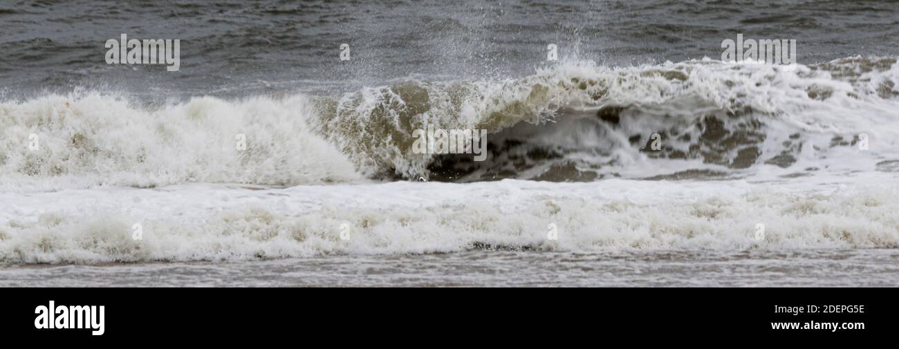 Horizontal view of a wave curling and breaking on the shore at the beaches of Robert Moses State Park on Fire Island in New York, Stock Photo