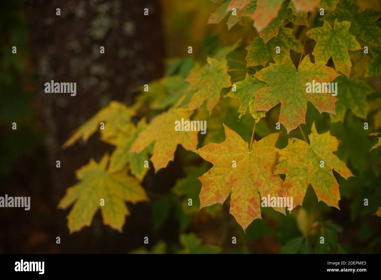 Autumn maple tree with big golden and green leaves in the forest Stock ...