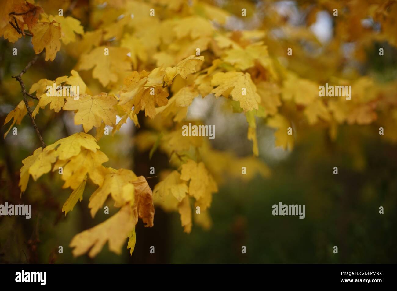 Autumn oak tree with golden leaves in the forest Stock Photo - Alamy