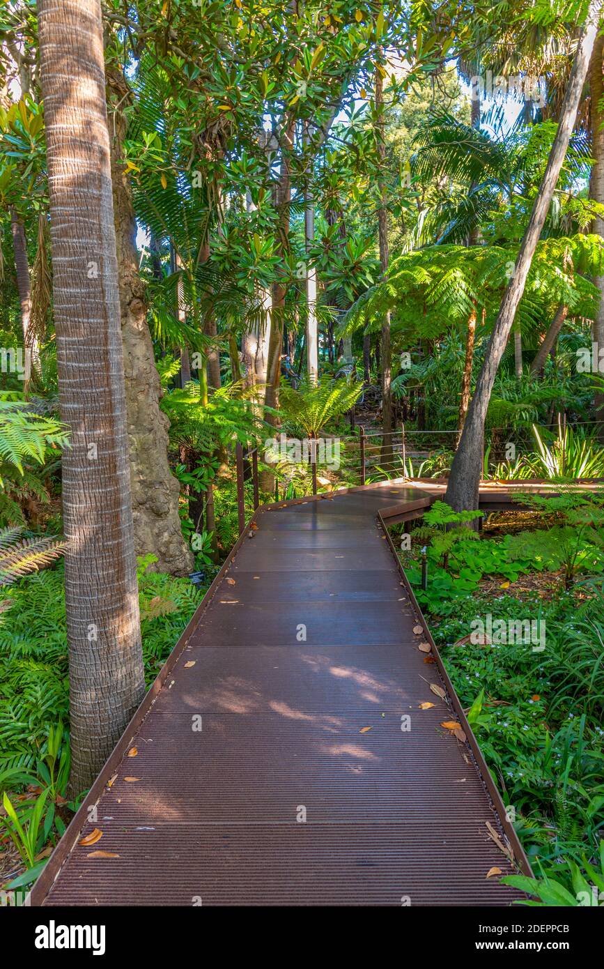Fern gully trail at Royal botanic garden in Melbourne, Australia Stock