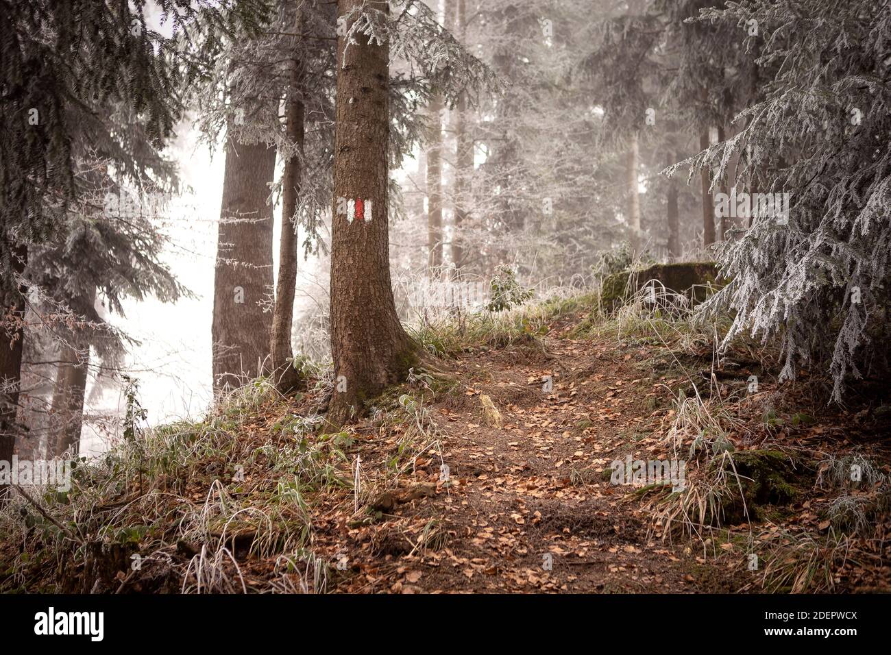 Red mark on tree trunk, trail sign. Wander path in forest in mountains, alps in autumn with rime ice on trees and fog. Stock Photo