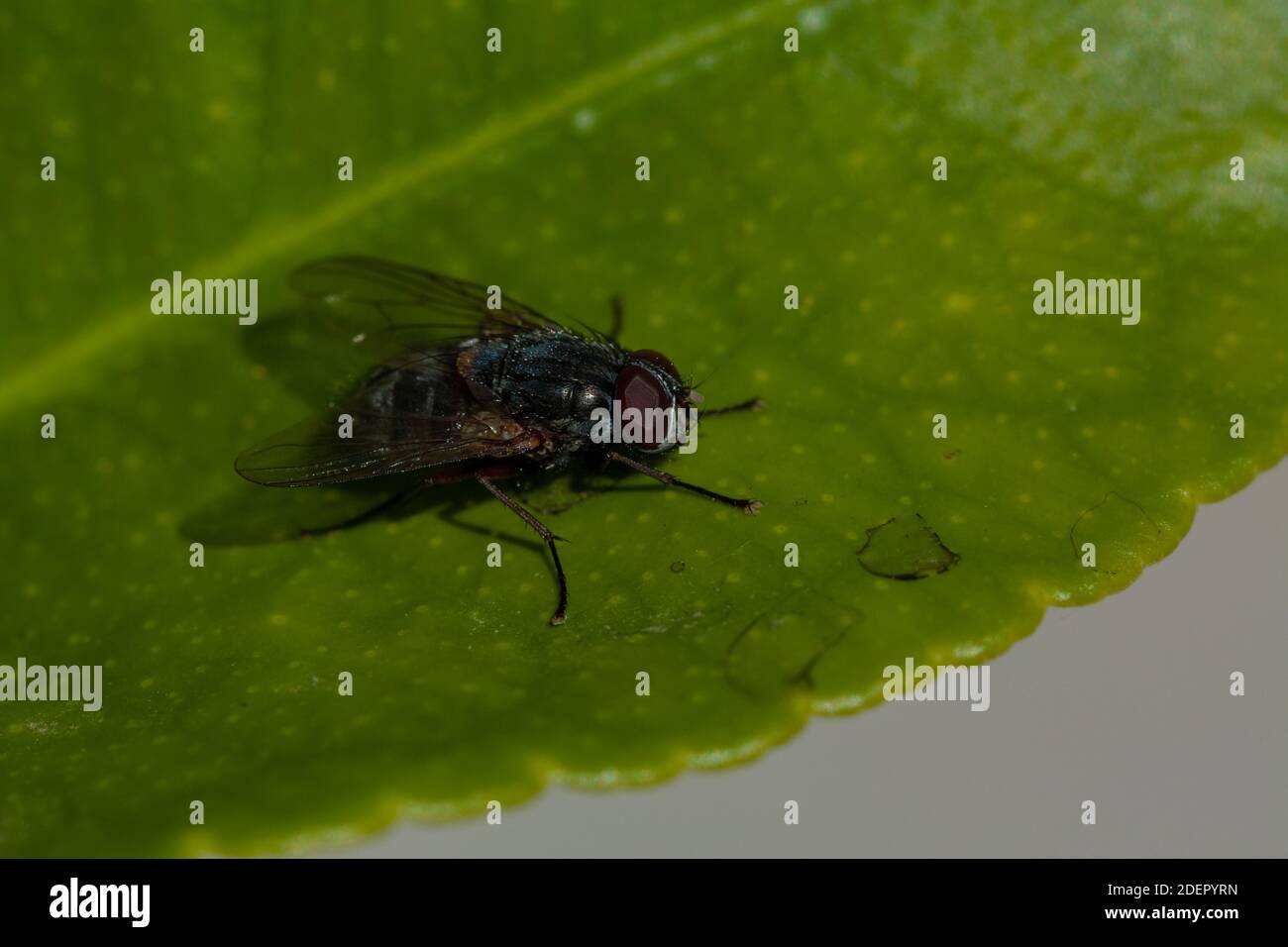 Fly on a lemon tree leaf Stock Photo Alamy