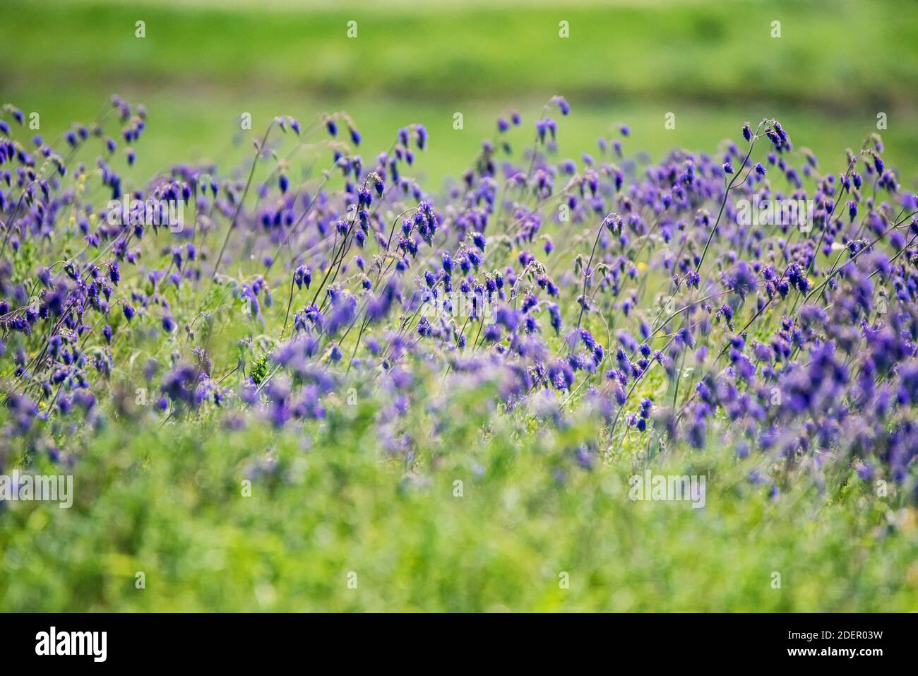 Fresh purple flowers of sage or Salvia divinorum on meadow Stock Photo