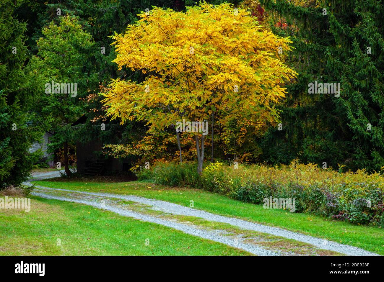 A country lane and butternut tree in autumn in Pennsylvania’s Pocono Mountains. Stock Photo
