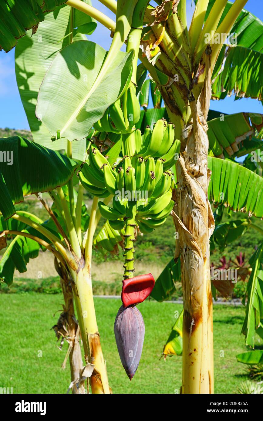Plantain tree hi-res stock photography and images - Alamy