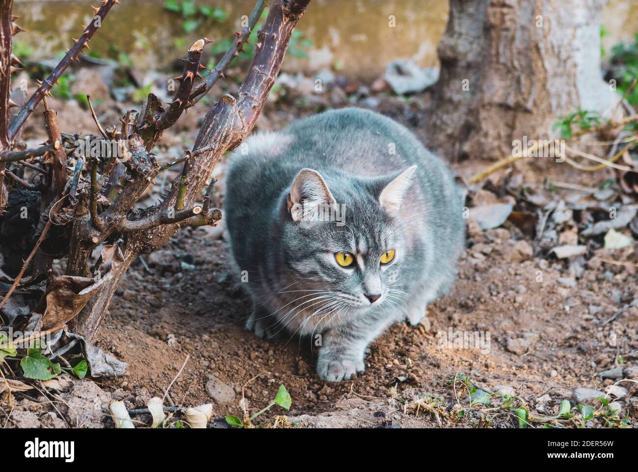 A gray cat in the garden next to rose thorns Stock Photo - Alamy