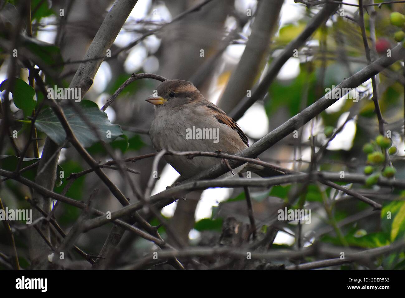 A female house sparrow has brown upperparts Its back is streaked with buff underparts are pale grey and noticeable is beige supercilium behind the eye Stock Photo