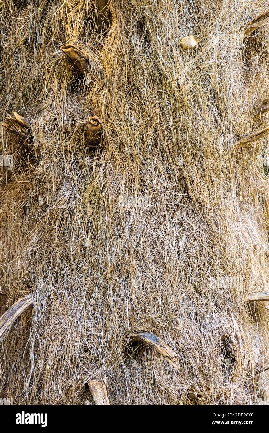 Guano barbudo a.k.a. old man palm (Coccothrinax crinita), closeup of trunk with thatch fibers, vertical Stock Photo