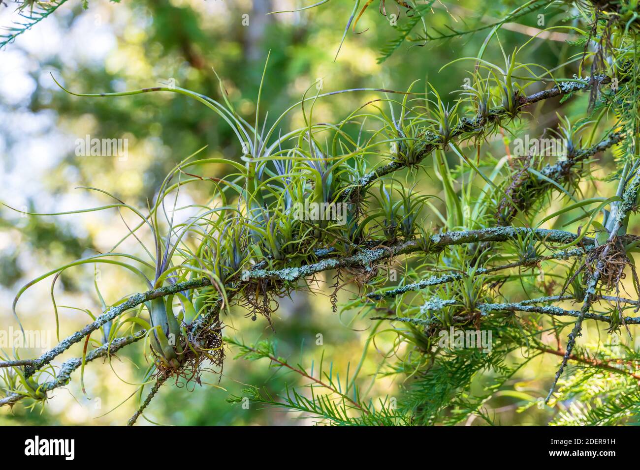 Tillandsia on branch hi-res stock photography and images - Alamy