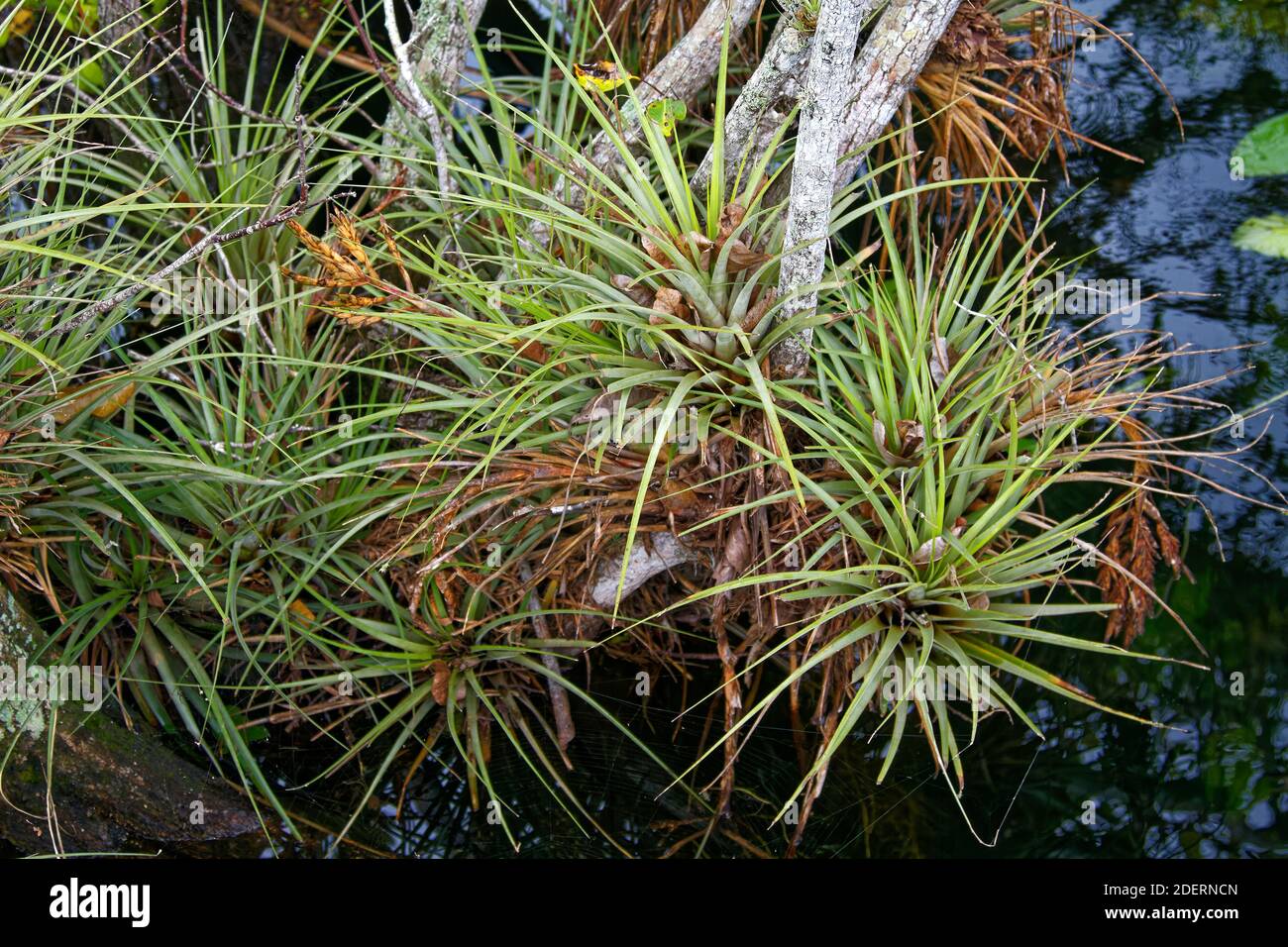 epiphytes, growing in decaying tree, bark, air plants, Tillandsia, nature, Anhinga Trail, Everglades National Park, Florida, Everglades National Park, Stock Photo