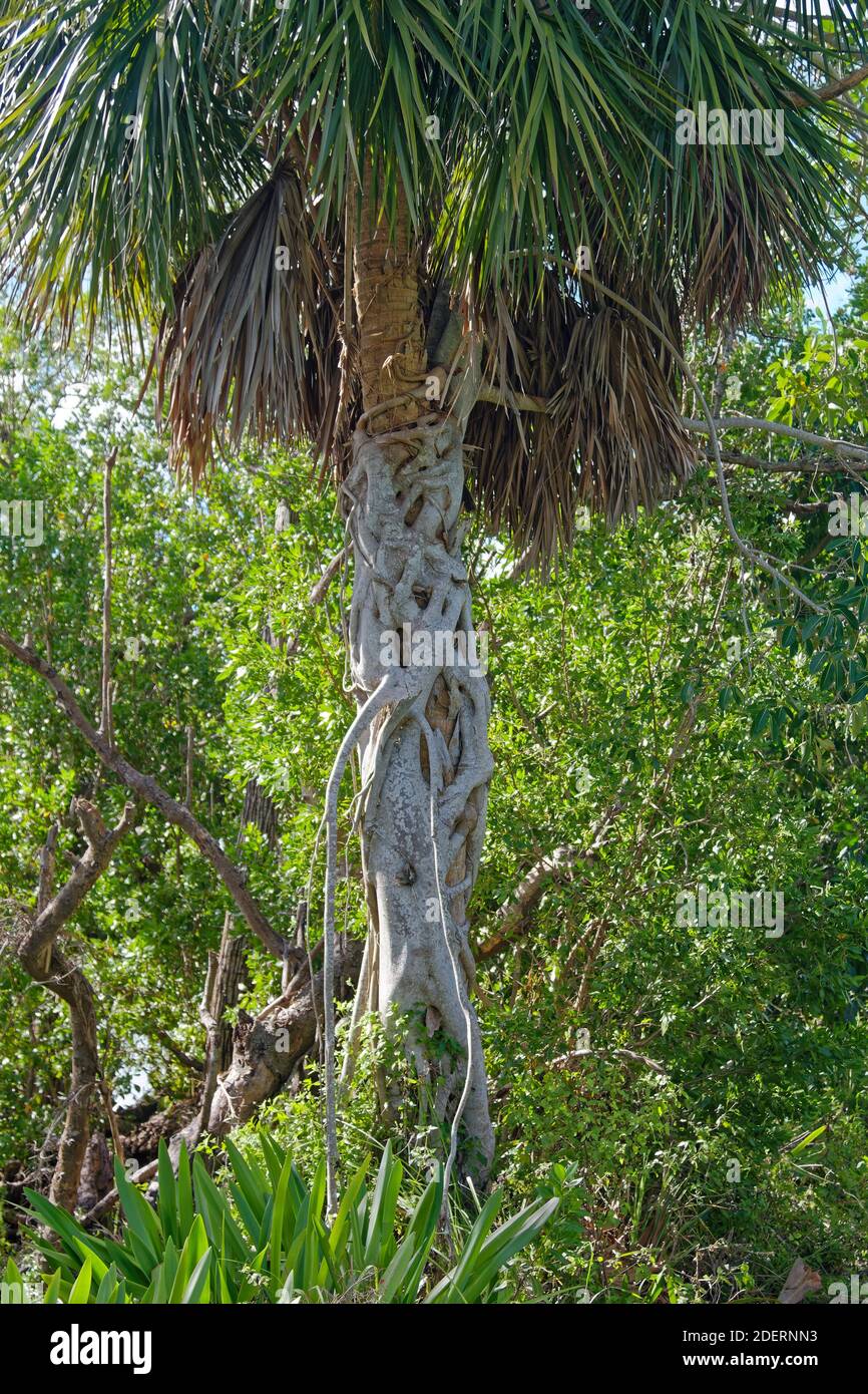 Strangler fig wrapped around host palm tree, parasite, nature, Florida native, Ficus aurea, Everglades National Park, Florida, Flamingo, FL Stock Photo