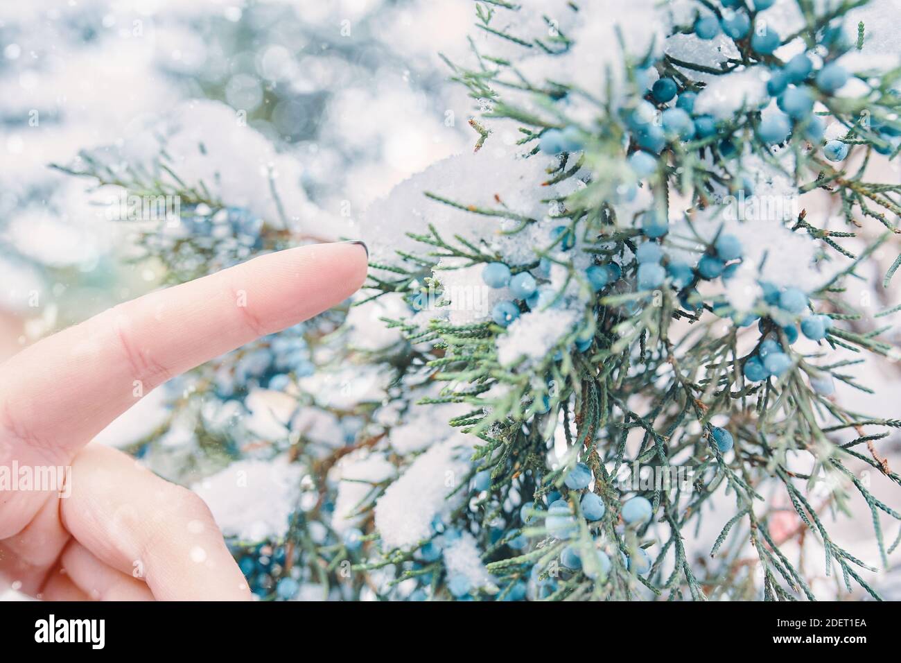 Pine branches and berries in snow. Woman's finger reaches for berries. Juniper bushes in winter weather. Coniferous bush is covered with frost. Concept of New year and Christmas. Close-up. Stock Photo