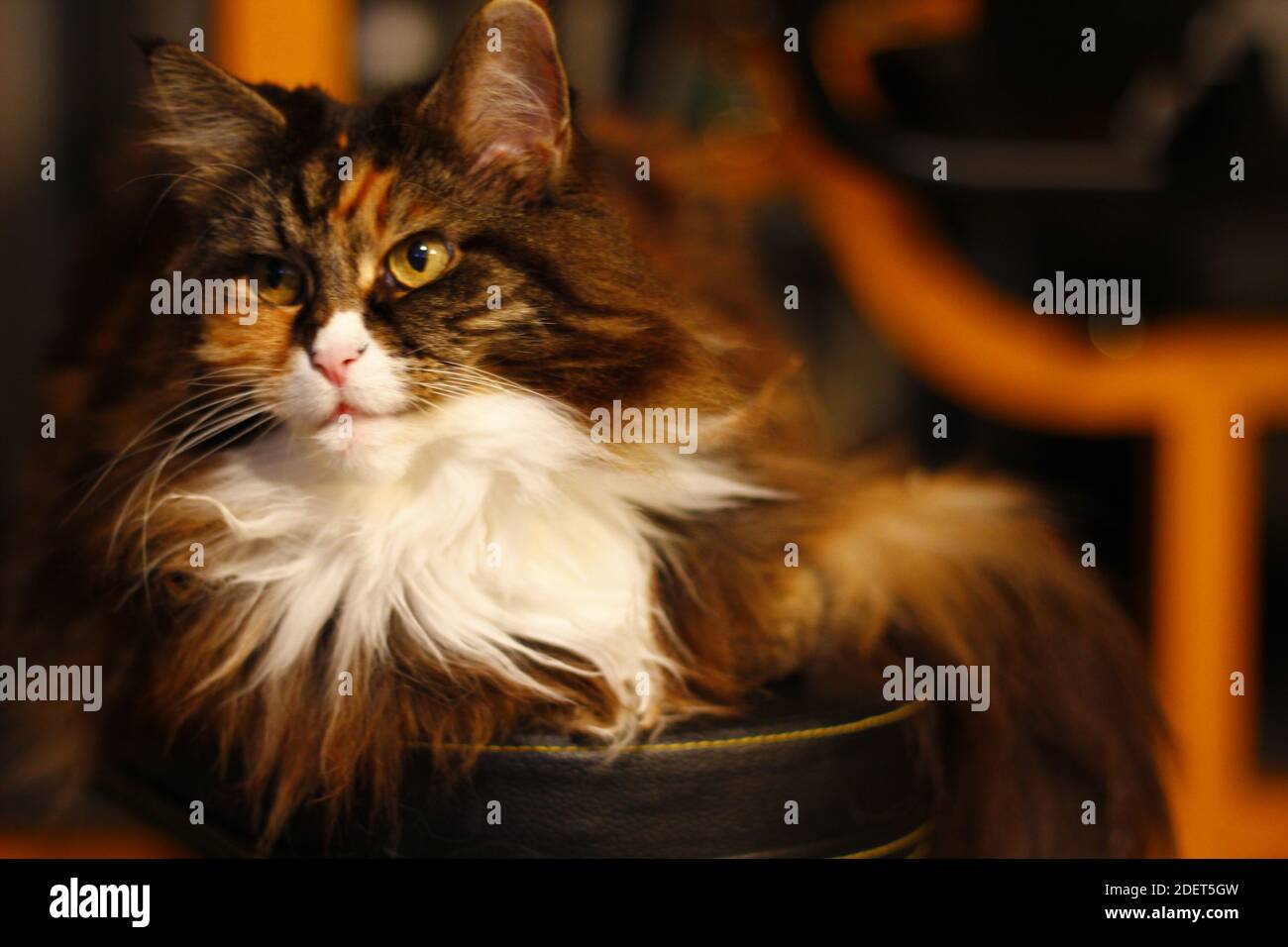 Maine Coon Cat on Home Exercise Gym Stock Photo Alamy