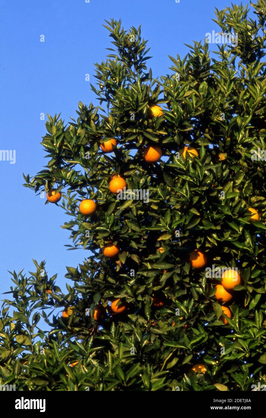 Orange groves california hires stock photography and images Alamy
