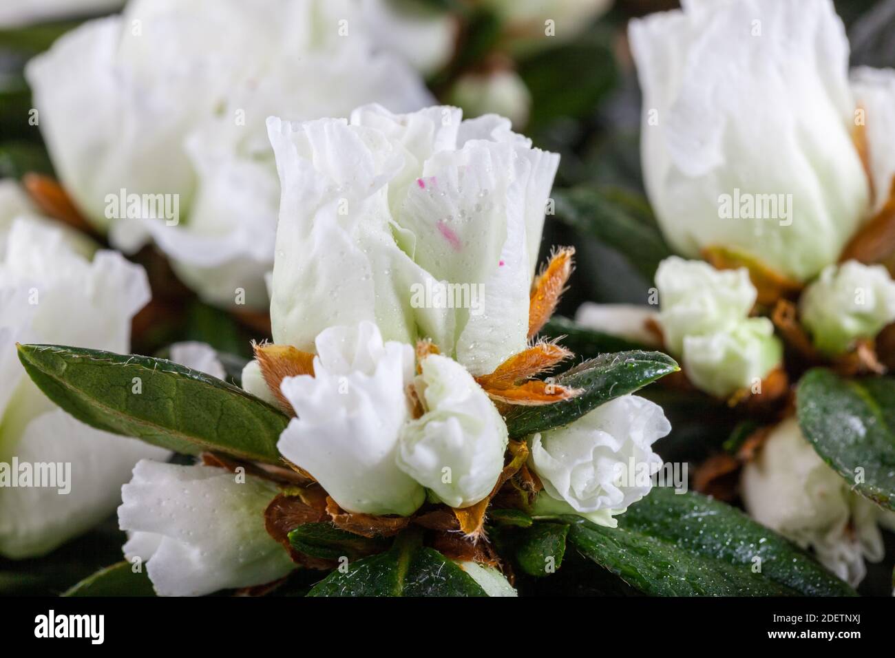 Azalea, Fönsterazalea (Rhododendron simsii) Stock Photo