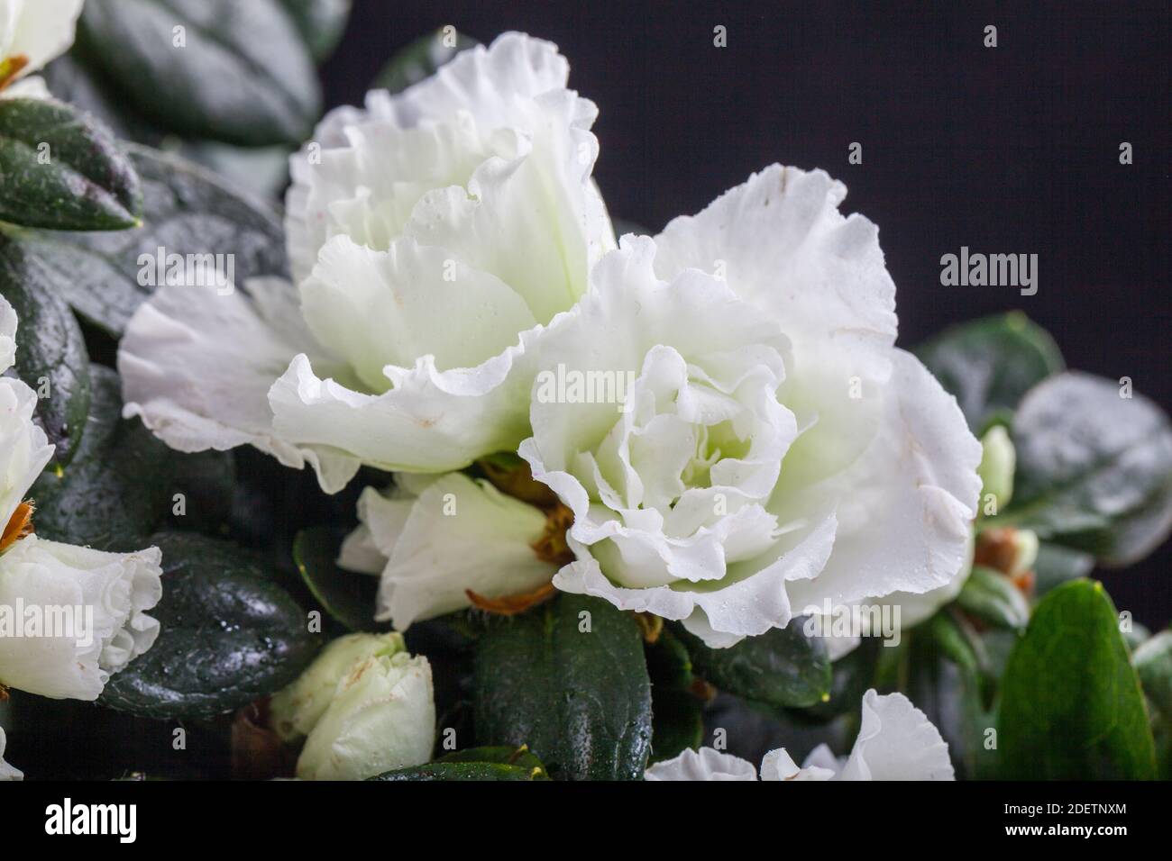 Azalea, Fönsterazalea (Rhododendron simsii) Stock Photo