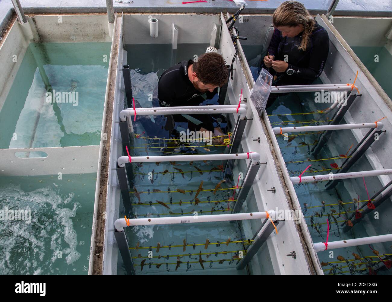 https www alamy com no film no video no tv no documentary the worlds coral reefs are dying shedd scientists in the bahamas are searchig for a chance for their survival on october 15 2019 bahamas ross cunning coral research scientist at shedd aquarium and hayley jo carr right from the bahamas perry institute for marine science work with staghorn coral fragments in the live wells of the coral reef ii photo by zbigniew bzdakchicago tribunetnsabacapresscom image387780752 html