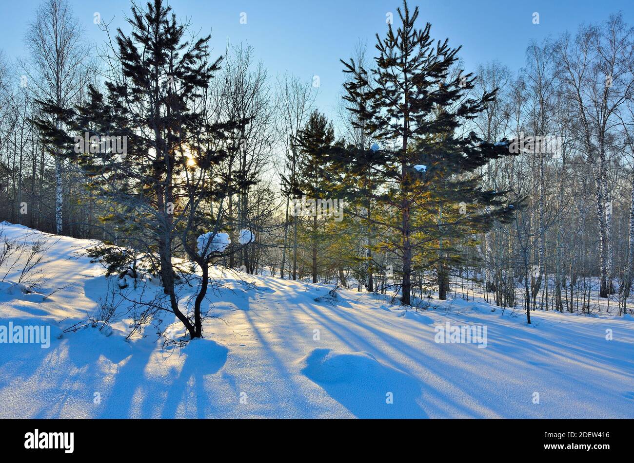 Winter sunrise or sunset landscape in the forest, sun beams through the green needles on pine tree branches pure pristine white snow and blue sky. Stock Photo