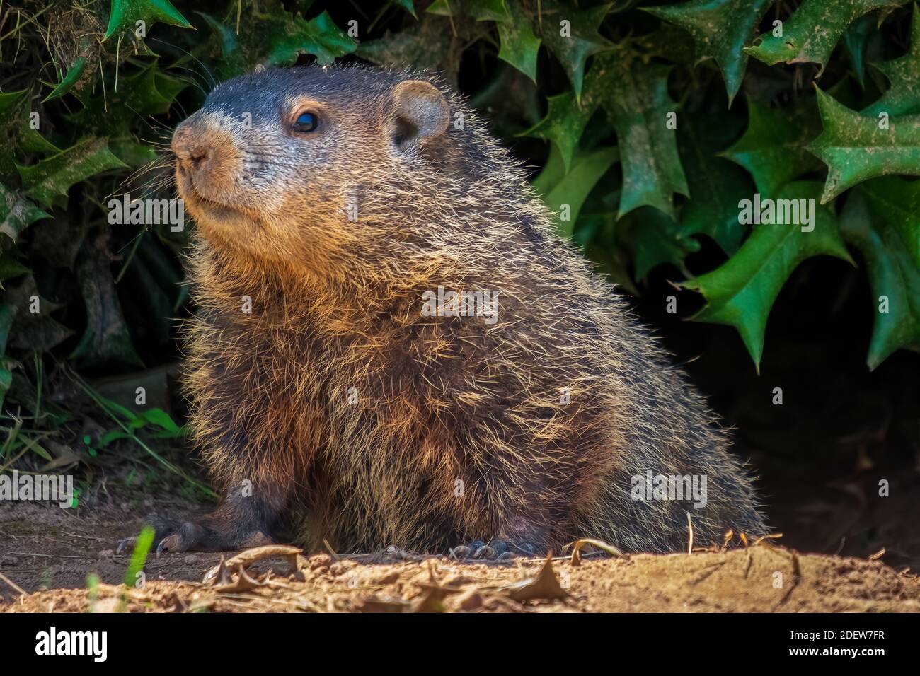 A Groundhog (Marmota monax) under a holly bush. Raleigh, North Carolina. Stock Photo