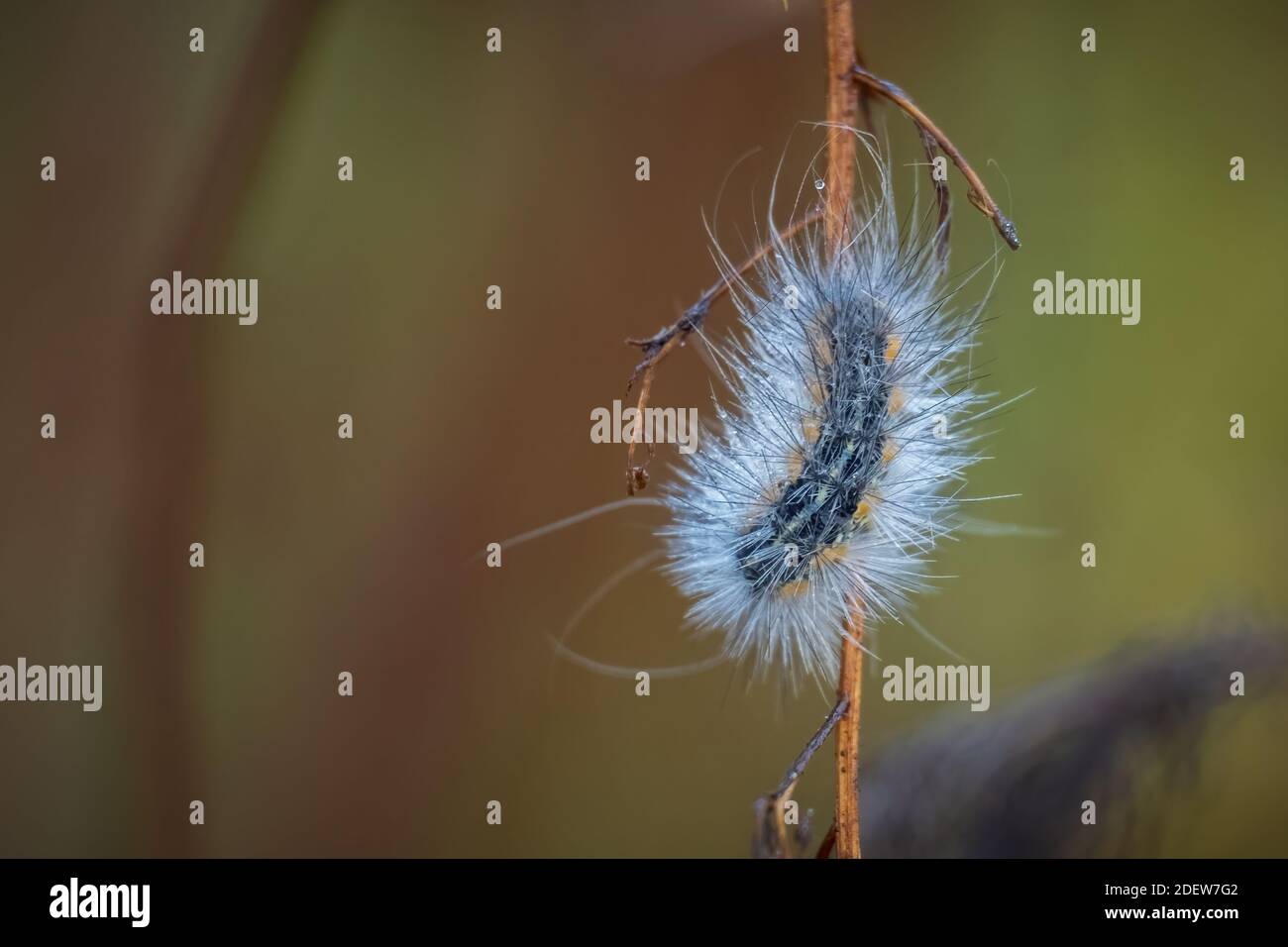 A Fall Webworm (Hyphantria cunea) endures a cool morning with a few ...