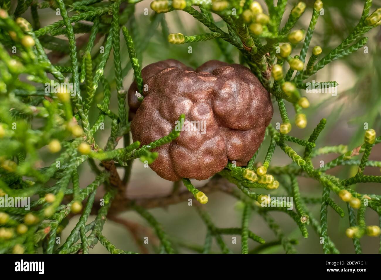Cedar-apple Rust or Juniper-apple Rust (Gymnosporangium juniperi-virginianae) in a cedar tree. Raleigh, North Carolina. Stock Photo